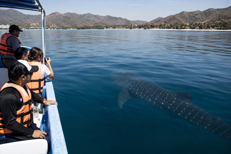 Turistas con chalecos salvavidas a bordo de una lancha observando a un tiburón ballena nadando en las cristalinas aguas de la costa.
